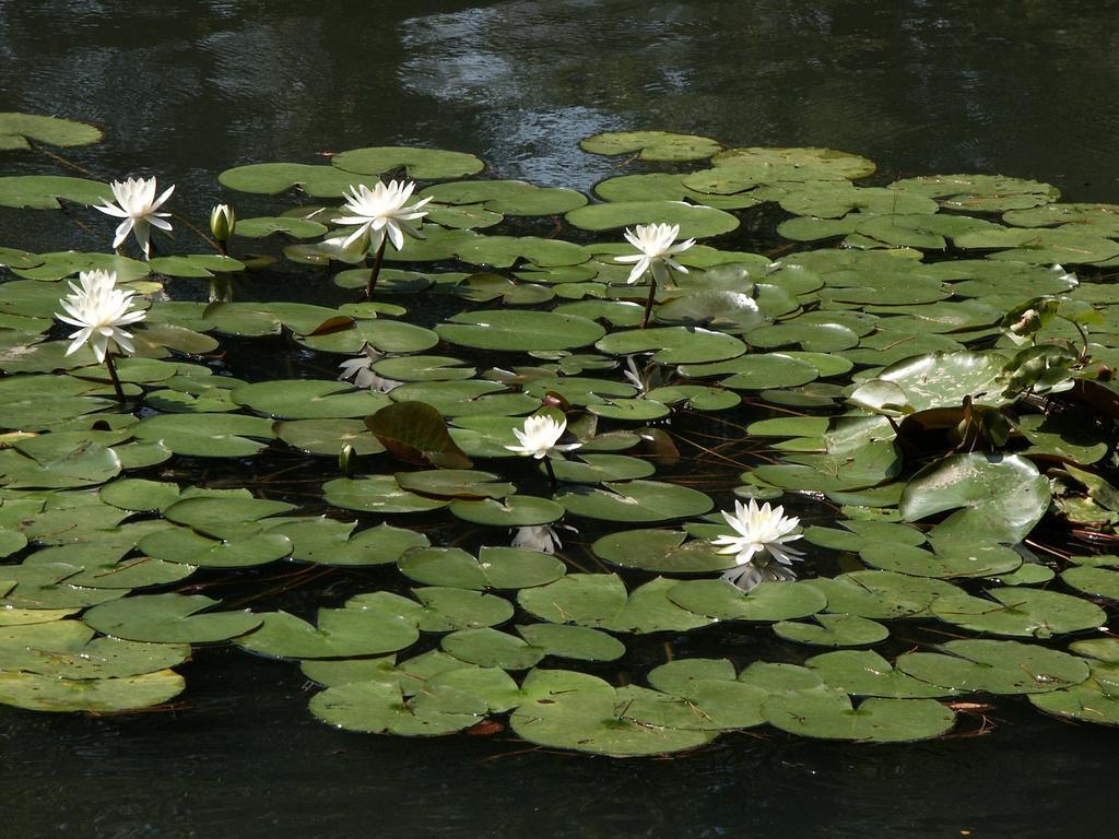 Matsusaki Номи Экстерьер фото